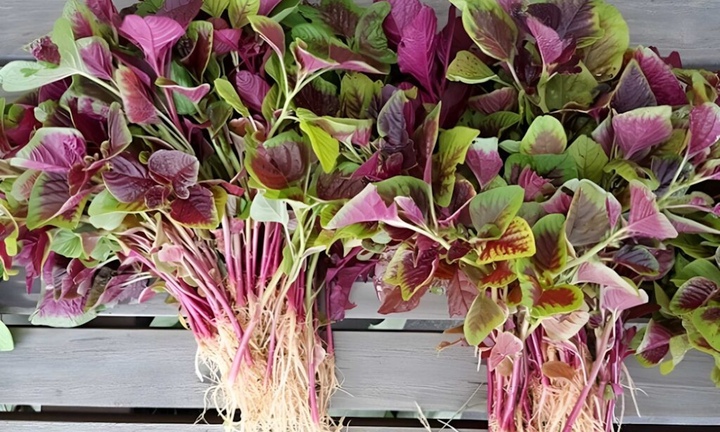 Loại rau bán đầy chợ với giá 'rẻ như cho' nhưng phòng chống nhiều bệnh