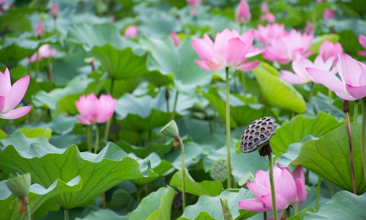 Lá sen có tác dụng gì?