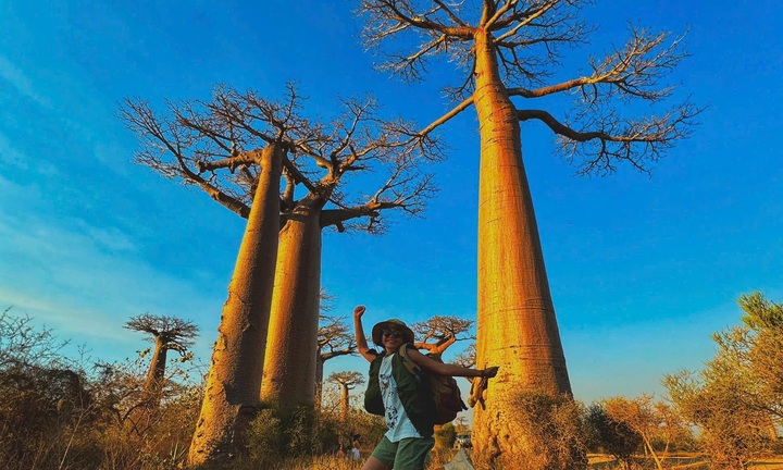 Lạc vào thế giới cổ tích trên đại lộ Baobab ở Madagascar