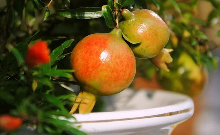 3 loại cây thích hợp trồng ban công, dễ ra quả lúc lỉu, lại tốt về phong thủy