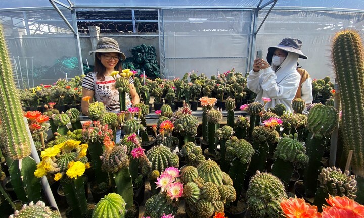 Ngắm vườn xương rồng lai lạ mắt với hơn 300 sắc hoa của chàng trai 9X 