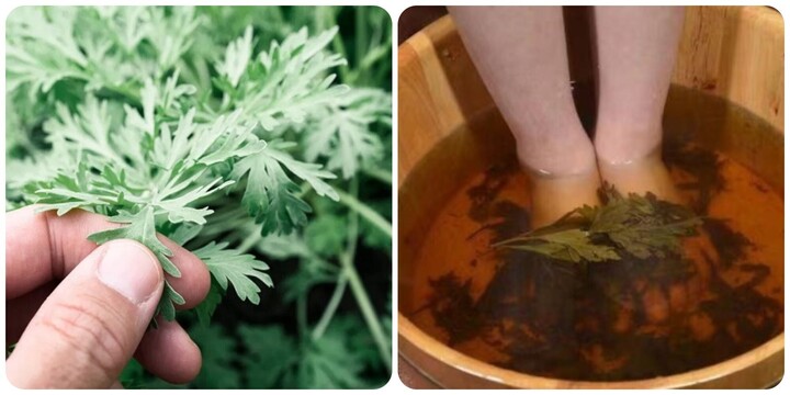 Ngâm chân nước ngải cứu có tác dụng gì?