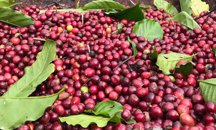 Giá cà phê hôm nay 4/9: Đồng loạt giảm