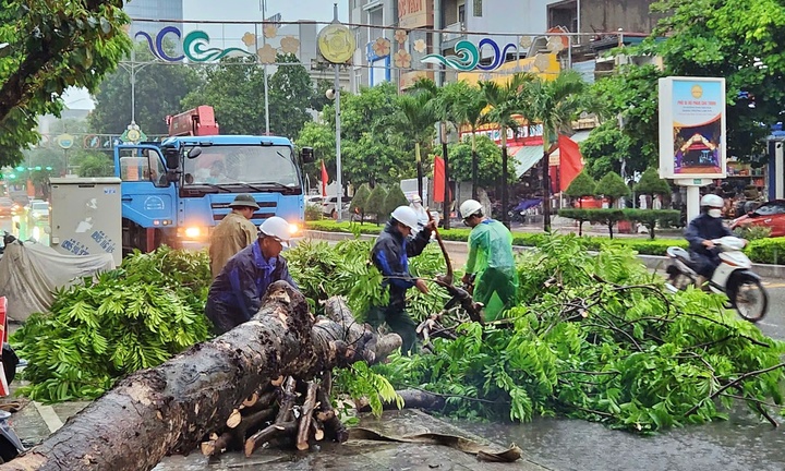 Phòng cây đổ trúng người, phải tìm chỗ trú ngay khi có dông lốc