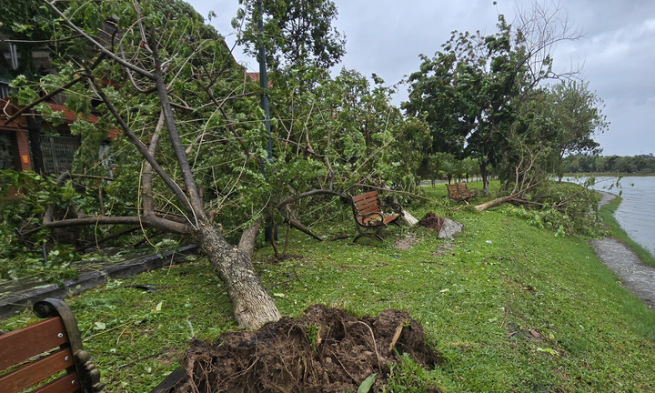 Ảnh hưởng bão Yagi, cây xanh tại TP Bắc Ninh bật gốc la liệt, chắn ngang đường