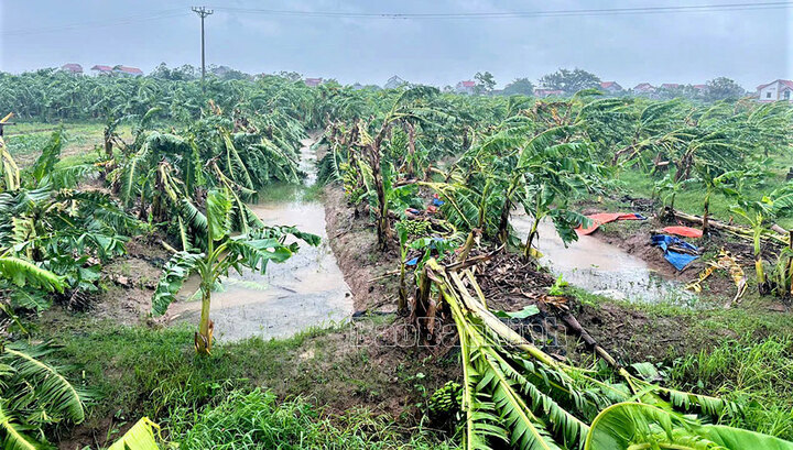 Bắc Ninh: 40 nhà bị tốc mái, hơn 1.500 ha lúa, hoa màu bị ngập đổ do bão số 3