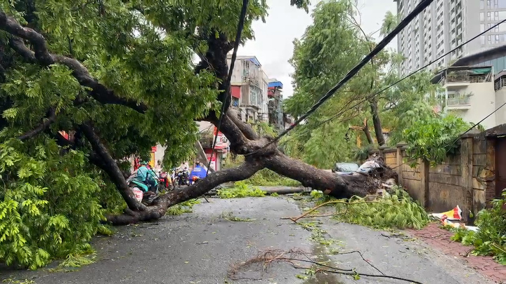 Cây đổ la liệt khắp đường phố Hà Nội sau bão Yagi