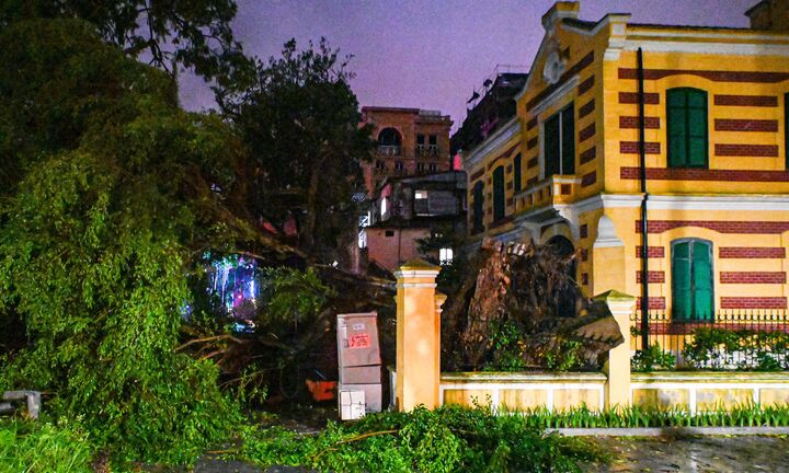 Chủ tịch Hà Nội: Cố gắng trồng lại cây xanh trăm tuổi gãy, đổ do bão