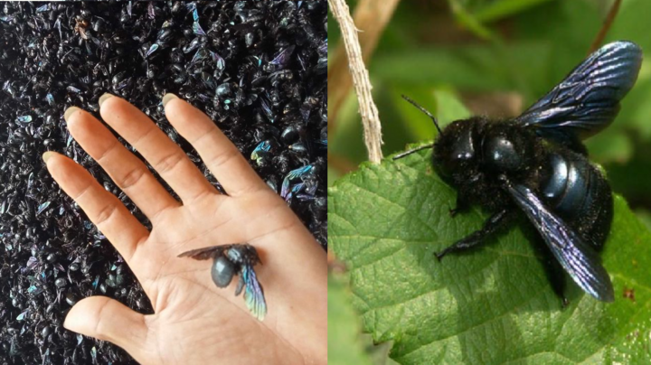 Thương lái thu mua ong bầu với giá lên đến 4 triệu đồng/kg