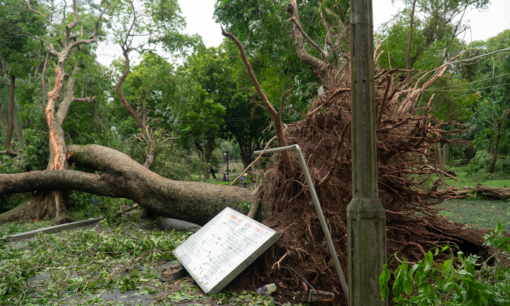 Cây trăm tuổi bật gốc, người dân xót xa mong 'hồn Thủ đô' sớm trở lại