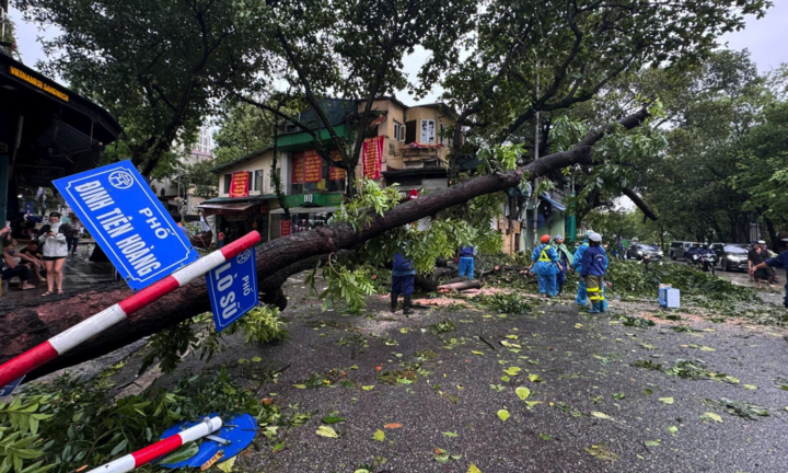 Hơn 40.000 cây gãy đổ do bão Yagi, Hà Nội dự kiến cứu được 3.000 cây