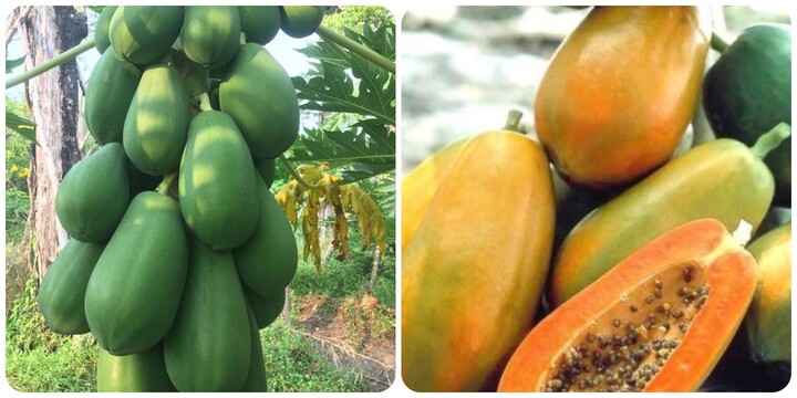 Các bài thuốc chữa bệnh từ cây đu đủ