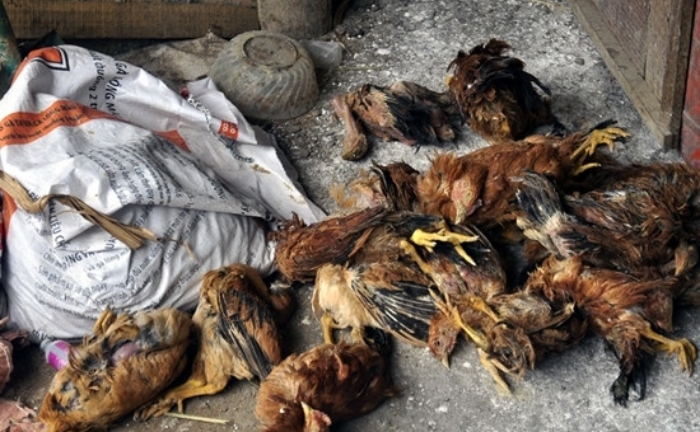 Người vùng lũ tuyệt đối không dùng gia cầm chết chế biến thực phẩm