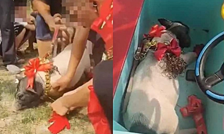 Làm đám cưới với lợn, chàng trai bị phạt nặng tội bôi xấu địa phương