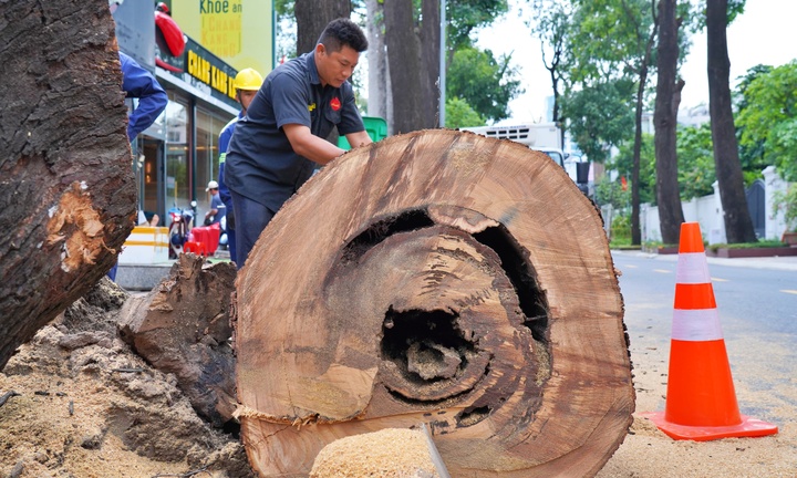 Đốn hạ, cắt tỉa loạt cây cổ thụ có dấu hiệu mục ruỗng ở trung tâm TP.HCM