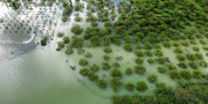 Gần 25 ha mận Mộc Châu ngập sâu trong nước lũ