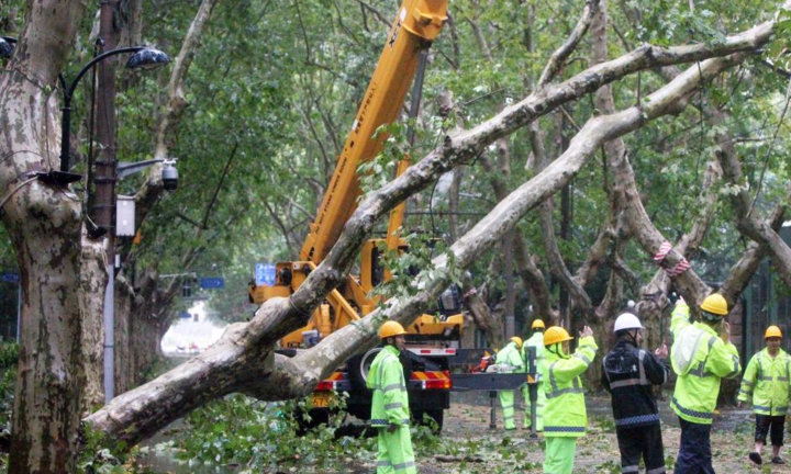 Bão Bebinca quật đổ hơn 10.000 cây xanh ở Thượng Hải
