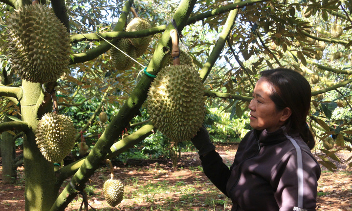 Gia tăng nóng diện tích: Nỗi lo sầu riêng thành...sầu chung 