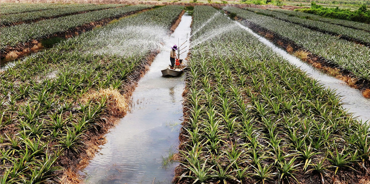 Tây Ninh tăng xuất khẩu qua sự kiện nông nghiệp quốc tế