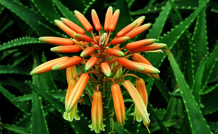 Cây lô hội cũng có thể nở hoa rất đẹp nếu bạn biết cách chăm