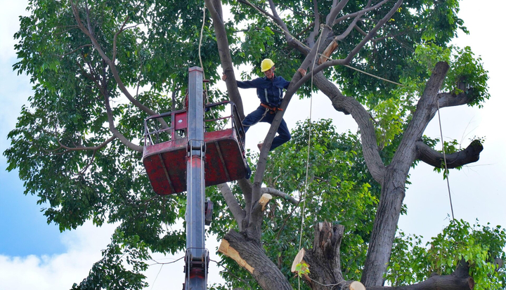 Hơn 2.700 cây xanh mất an toàn ở TP.HCM được thay thế trước mùa mưa bão