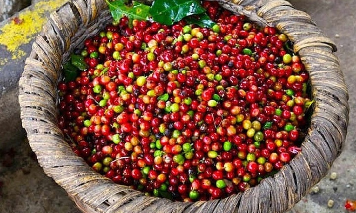 Giá cà phê hôm nay 20/9: Thế giới giảm, trong nước tiếp tục tăng