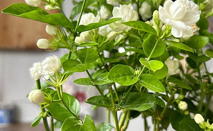 5 bí quyết trồng nhài ra nhiều hoa do người làm vườn tiết lộ