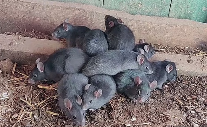 Bí ẩn hiện tượng 'vua chuột'