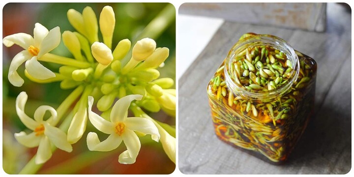 Ai không nên uống hoa đu đủ đực ngâm mật ong?