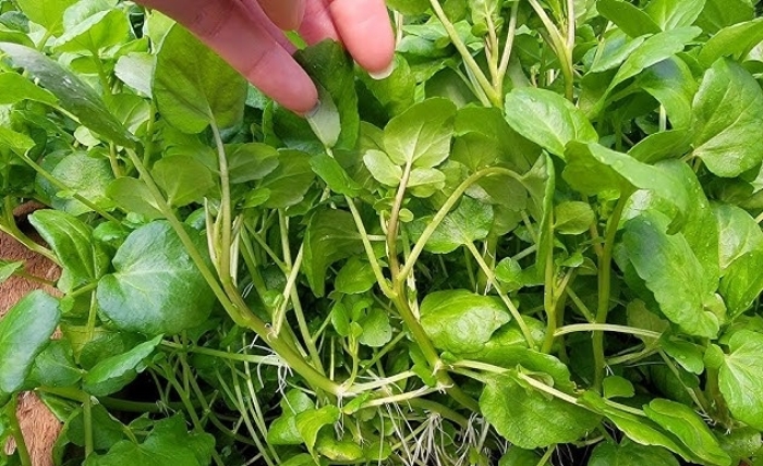 Loại rau được coi bẩn nhất chợ nhưng cực tốt cho sức khoẻ