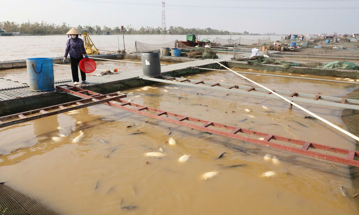  Lồng cá tiền tỷ bị bão Yagi cuốn trôi, nông dân ôm nợ ngập đầu