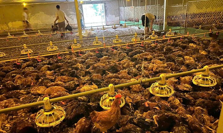 Hàng nghìn con gà chết do trang trại bị ngập nước