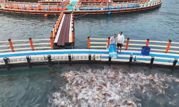 'Trang trại xanh' trên biển rộng bằng 7 sân bóng rổ