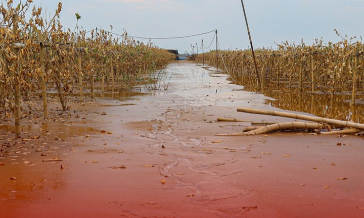 Cả trăm ha phật thủ chôn vùi trong bùn đất, người dân ngẩn ngơ vì mất trắng