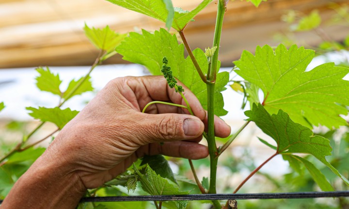 Lão nông dốc tiền gieo mầm xanh cho vườn nho Hạ Đen bị bão lũ quật nát