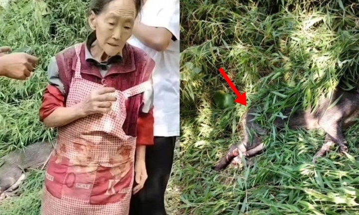 Cụ bà 77 tuổi vung liềm tiêu diệt con lợn rừng từng làm 4 người bị thương