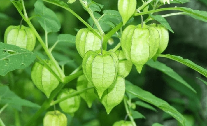 Loại cây nhiều người Việt chỉ coi là cỏ dại nhưng lại chữa đủ thứ bệnh