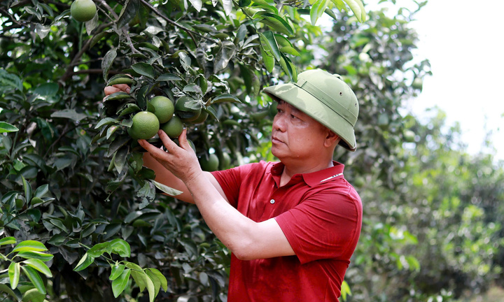 Nông nghiệp hữu cơ - hướng đi bền vững, thu lợi tiền tỷ của người dân Hà Tĩnh