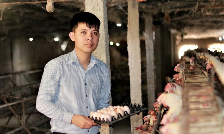 Mô hình nuôi gà siêu đẻ trứng mang lại lợi nhuận cao cho nông dân Hà Tĩnh