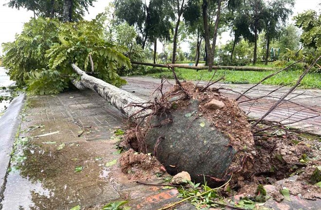 Nhiều cây đổ trong bão Yagi còn nguyên bọc bầu, Hà Nội truy trách nhiệm nhà thầu