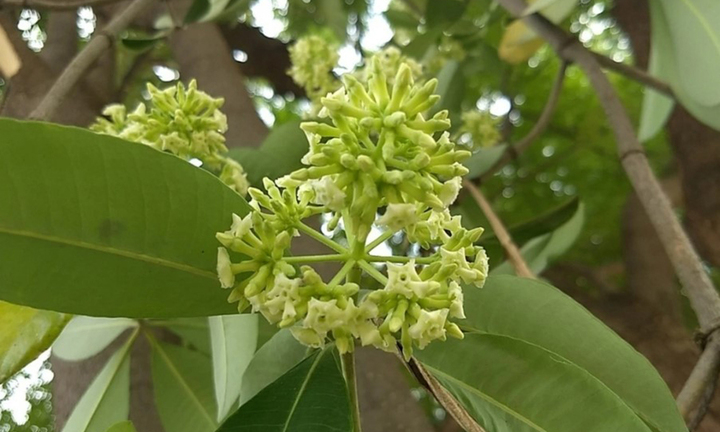 Loài cây là biểu tượng mùa thu Hà Nội, biết cách dùng sẽ mang lại nhiều lợi ích