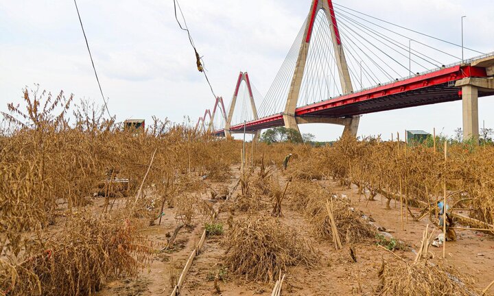 Đề xuất hỗ trợ người trồng đào, quất ở Hà Nội bị ảnh hưởng bão Yagi