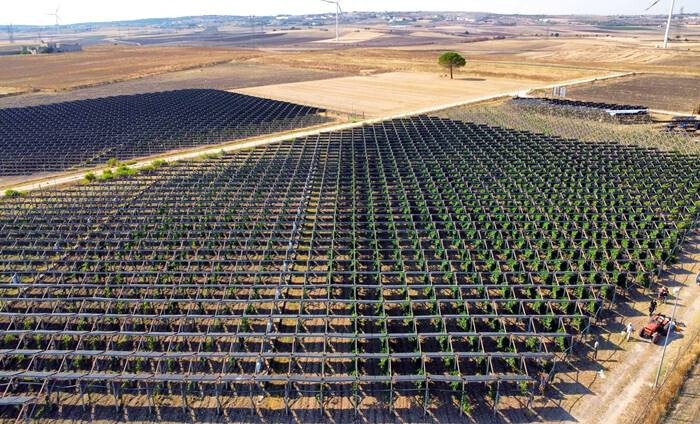 Trồng nho dưới pin mặt trời, sản xuất ra những chai vang vị ngon bất ngờ