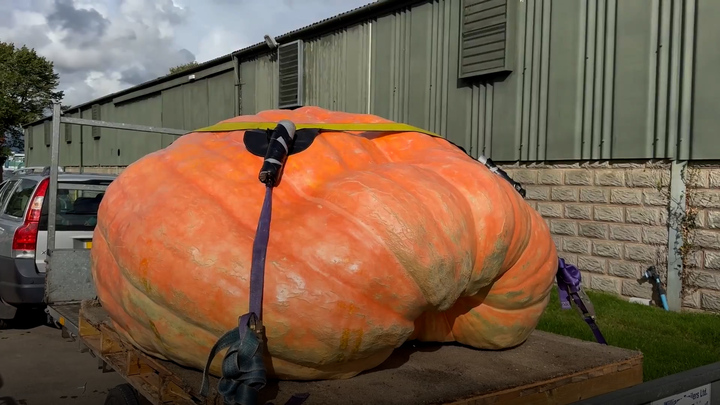 Cận cảnh quả bí ngô khổng lồ nặng hơn 1 tấn ở Anh