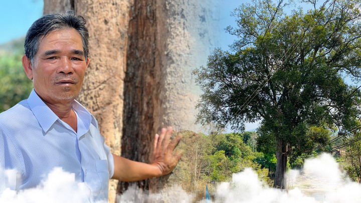 Còn đâu bóng cây kơ nia huyền thoại