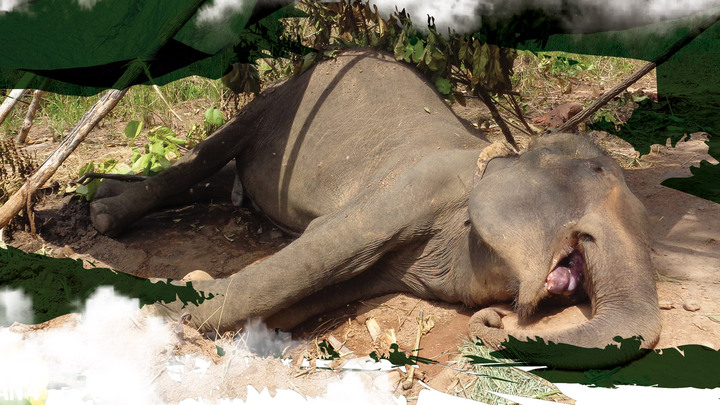 Cái chết của con voi nhà cuối cùng 