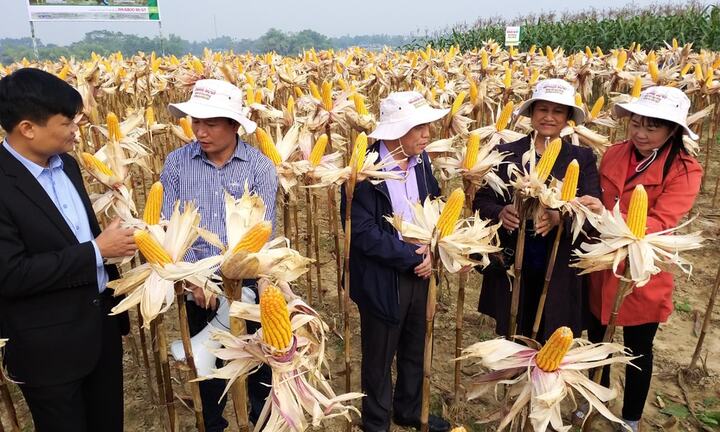 Công nghệ sinh học làm thay đổi diện mạo ngành nông nghiệp thế giới