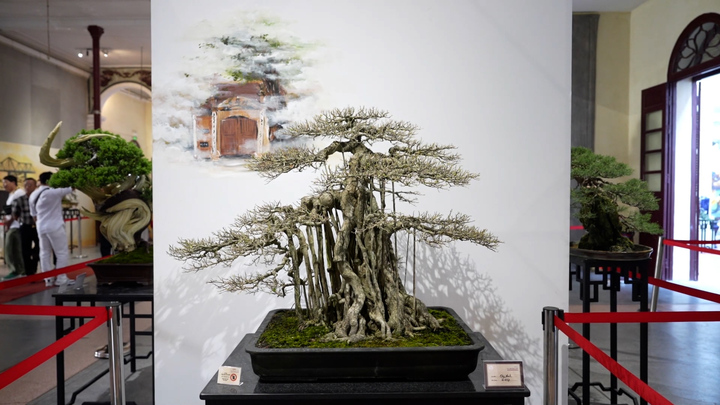 Chiêm ngưỡng 70 tuyệt tác bon sai trưng bày dịp 70 năm ngày Giải phóng Thủ đô