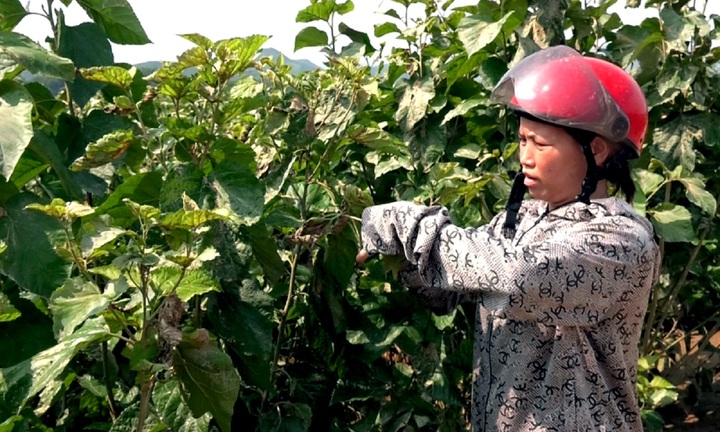 Gỡ khó cho hợp tác xã nông nghiệp sau bão Yagi