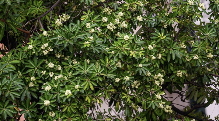 Mùi hoa sữa nồng nàn khiến dân mạng người say đắm, kẻ 'kêu trời'